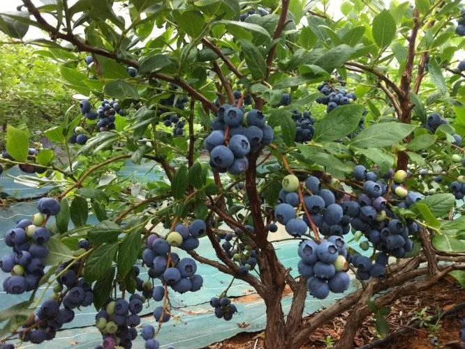 藍莓樹苗怎么種植（藍莓樹的栽培和管理技術(shù)）