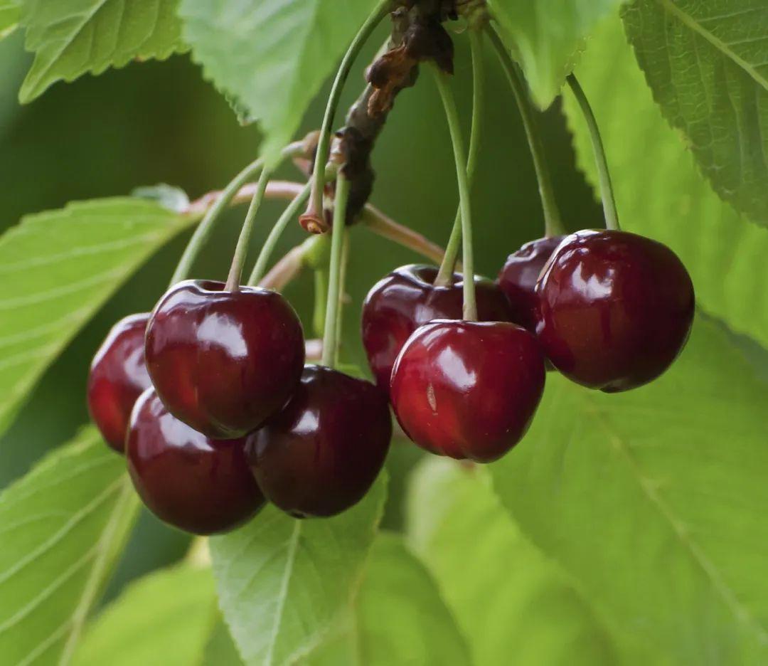 為什么車厘子比櫻桃貴很多（車厘子和櫻桃的區(qū)別）