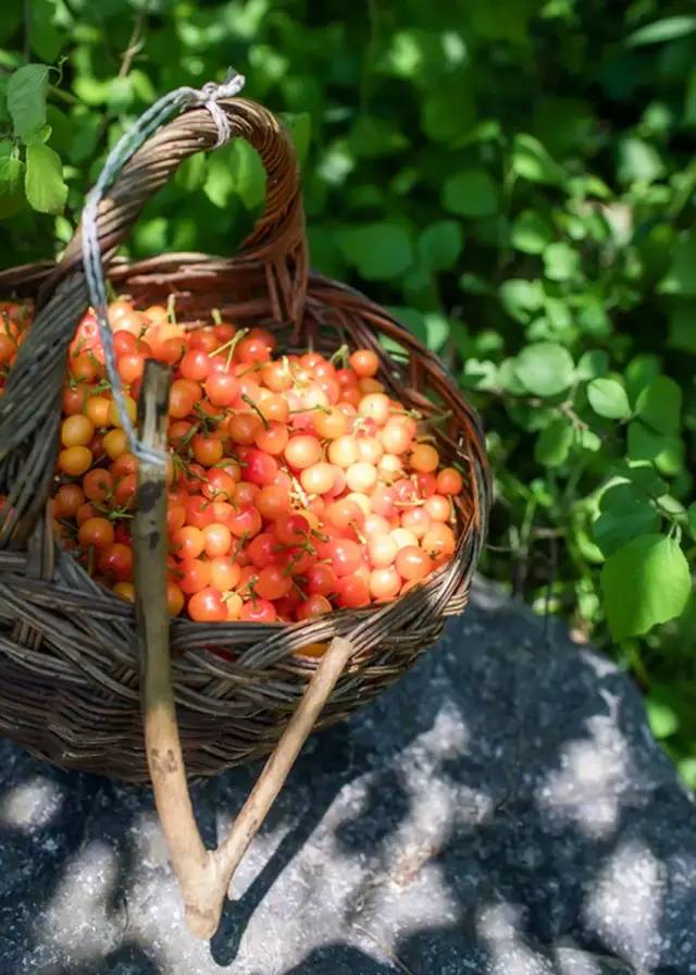 為什么車厘子比櫻桃貴很多（車厘子和櫻桃的區(qū)別）