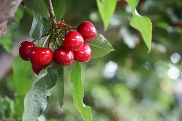 為什么車厘子比櫻桃貴很多（車厘子和櫻桃的區(qū)別）