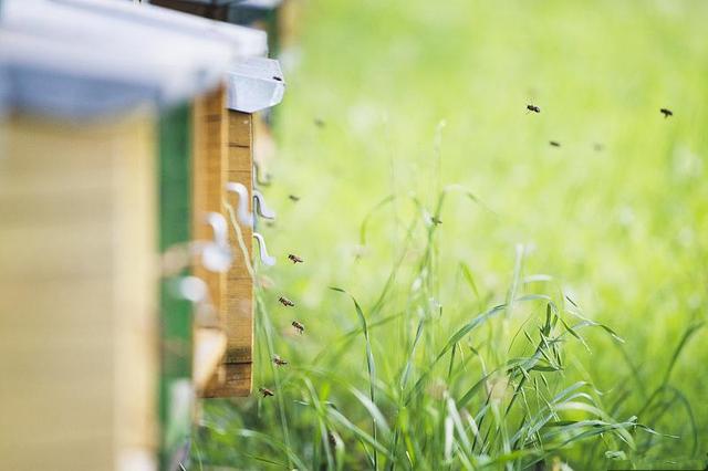 蜂王試飛時間在幾點（蜂王試飛時間和交尾次數）