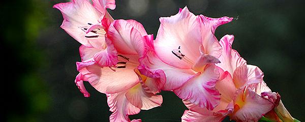 劍蘭的養(yǎng)殖方法和注意事項(xiàng)大全(劍蘭的日常養(yǎng)護(hù)) 劍蘭的養(yǎng)殖方法和注意事項(xiàng)大全(劍蘭的日常養(yǎng)護(hù))