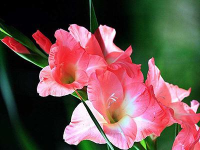 劍蘭的養(yǎng)殖方法和注意事項(xiàng)大全(劍蘭的日常養(yǎng)護(hù)) 劍蘭的養(yǎng)殖方法和注意事項(xiàng)大全(劍蘭的日常養(yǎng)護(hù))