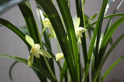 劍蘭的養(yǎng)殖方法和注意事項(xiàng)大全(劍蘭的日常養(yǎng)護(hù)) 劍蘭的養(yǎng)殖方法和注意事項(xiàng)大全(劍蘭的日常養(yǎng)護(hù))