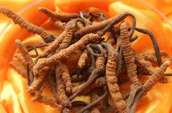 冬蟲夏草一顆多重(冬蟲夏草一根的重量和價格) 冬蟲夏草一顆多重(冬蟲夏草一根的重量和價格)