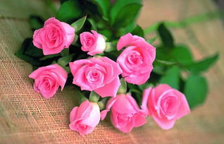 8朵玫瑰花代表什么意思(8朵紅玫瑰花語及寓意) 8朵玫瑰花代表什么意思(8朵紅玫瑰花語及寓意)