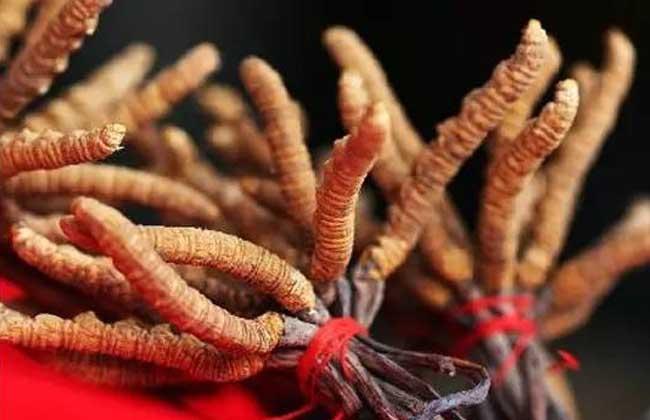 一斤蟲草大約多少元(冬蟲夏草的市場價格) 一斤蟲草大約多少元(冬蟲夏草的市場價格)