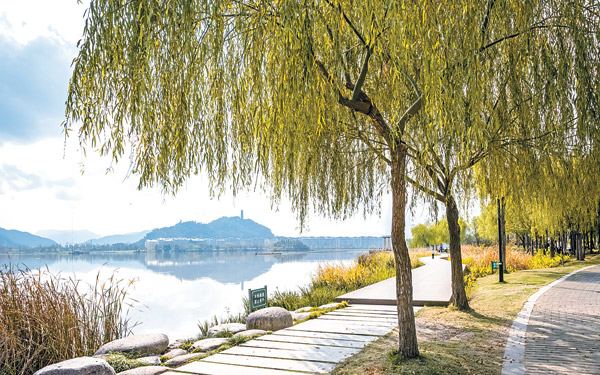 柳樹的種子靠什么傳播(柳樹傳播種子的方法) 柳樹的種子靠什么傳播(柳樹傳播種子的方法)