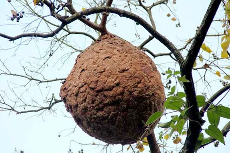 怎么捅馬蜂窩(捅馬蜂窩的正確方法) 怎么捅馬蜂窩(捅馬蜂窩的正確方法)