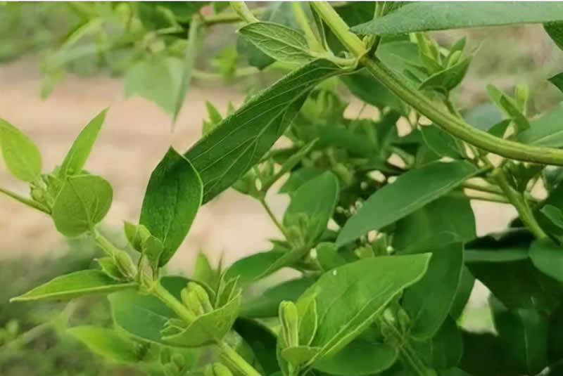 金銀花產地在哪里(金銀花產地主要分布) 金銀花產地在哪里(金銀花產地主要分布)
