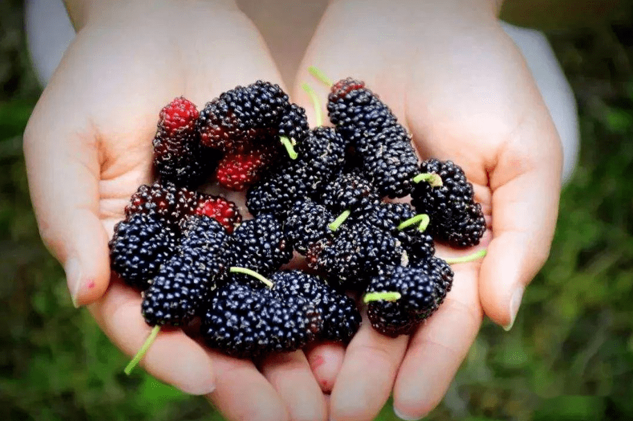 桑葚產(chǎn)地是哪里(中國(guó)桑葚10大主要產(chǎn)地) 桑葚產(chǎn)地是哪里(中國(guó)桑葚10大主要產(chǎn)地)