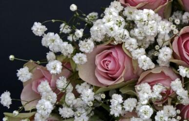 999朵玫瑰代表什么(999朵玫瑰花的寓意和花語) 999朵玫瑰代表什么(999朵玫瑰花的寓意和花語)