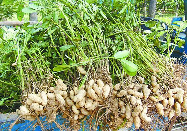 花生產地是哪里(花生的主要產地) 花生產地是哪里(花生的主要產地)