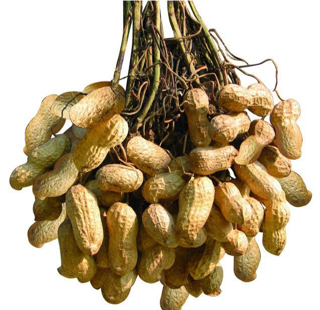 花生產地是哪里(花生的主要產地) 花生產地是哪里(花生的主要產地)