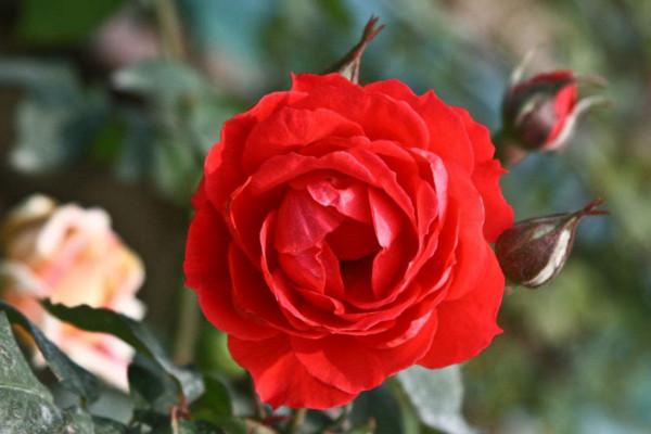 99朵玫瑰代表什么意思(99朵玫瑰的花語和含義) 99朵玫瑰代表什么意思(99朵玫瑰的花語和含義)