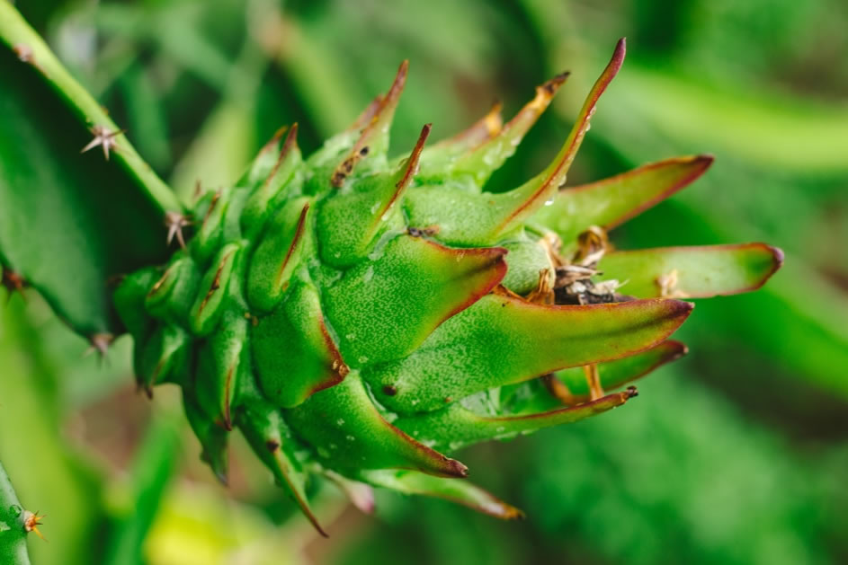火龍果是仙人掌的果實(shí)嗎
