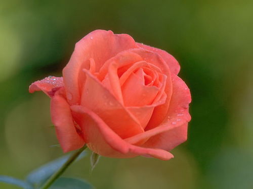 33朵玫瑰代表什么意思(33朵玫瑰花語及寓意) 33朵玫瑰代表什么意思(33朵玫瑰花語及寓意)