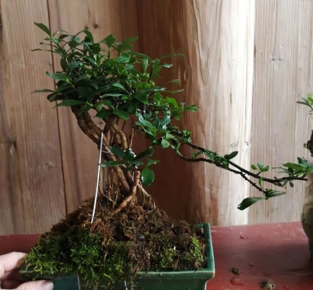 梔子花為啥不吉利(梔子花的寓意和代表品種) 梔子花為啥不吉利(梔子花的寓意和代表品種)