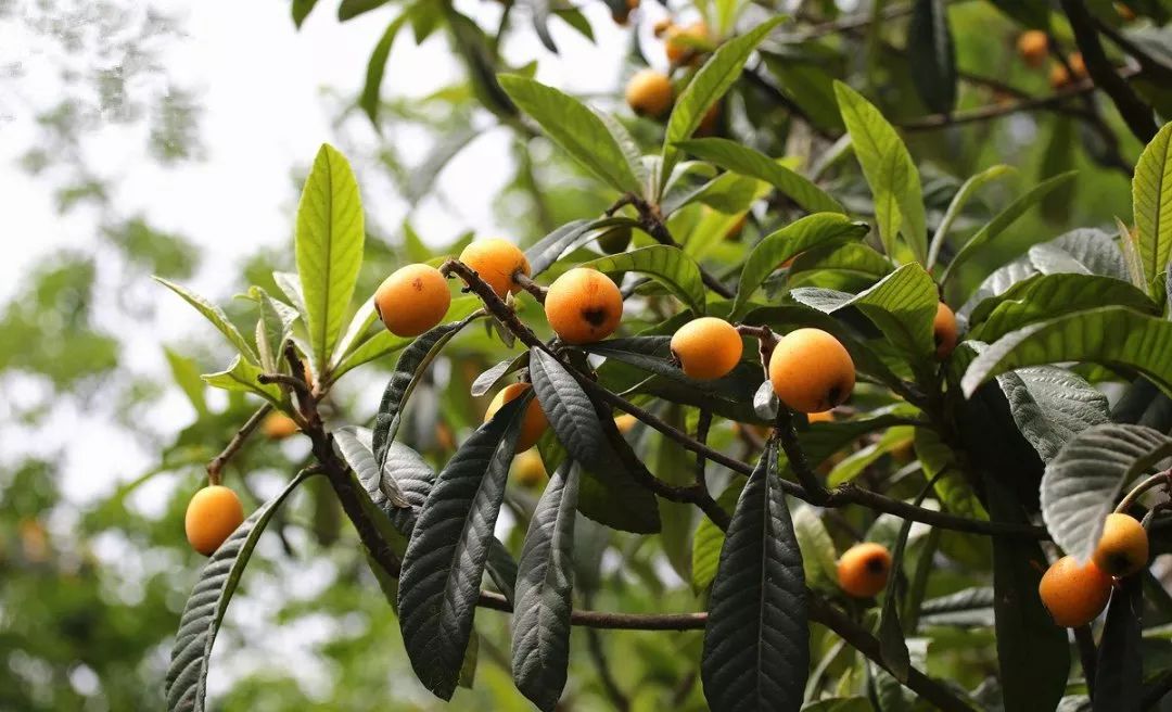 枇杷的英文怎么寫(枇杷的英文讀寫和發音) 枇杷的英文怎么寫(枇杷的英文讀寫和發音)