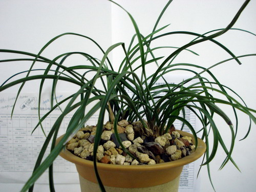 蘭花的養殖方法和注意事項(盆栽蘭花的正確種植方法) 蘭花的養殖方法和注意事項(盆栽蘭花的正確種植方法)