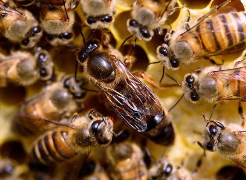 怎樣用手捉蜂王(手抓蜂王的正確方法) 怎樣用手捉蜂王(手抓蜂王的正確方法)