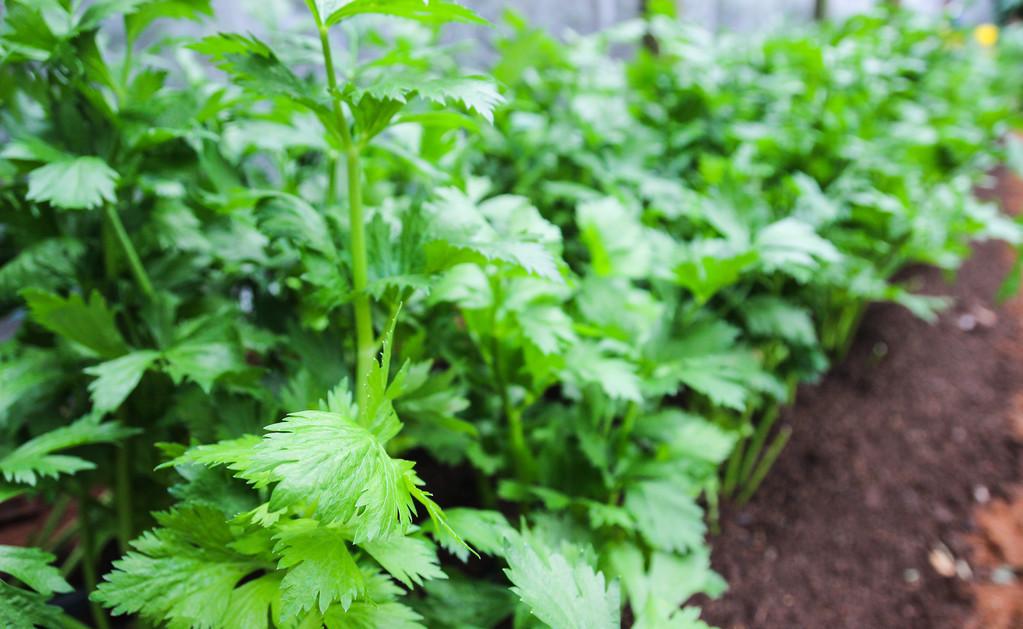 芹菜什么時(shí)候播種最好(芹菜的播種方法和播種時(shí)間) 芹菜什么時(shí)候播種最好(芹菜的播種方法和播種時(shí)間)