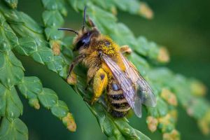 現在養蜜蜂還能賺錢嗎？