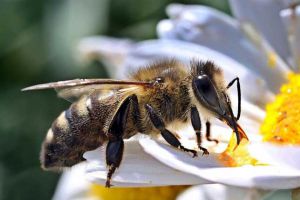 定點養蜂一人最多能養多少箱？