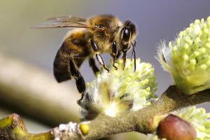 養蜂合作社都有哪些補貼？