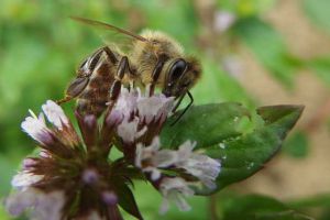 投資1萬養蜜蜂利潤多少？