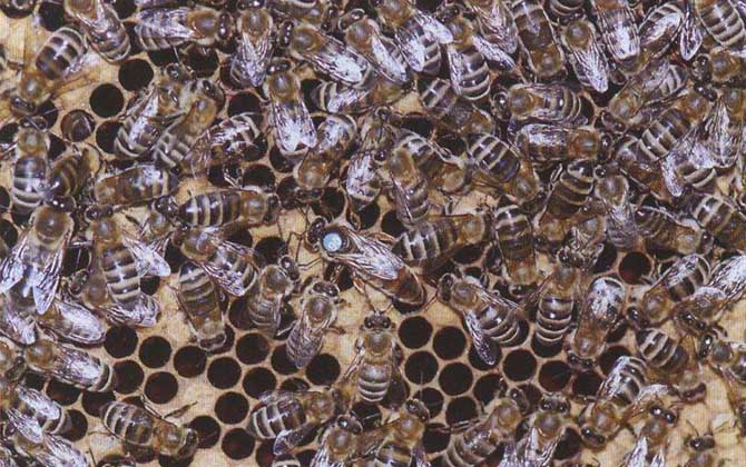 新疆黑蜂有什么特點？