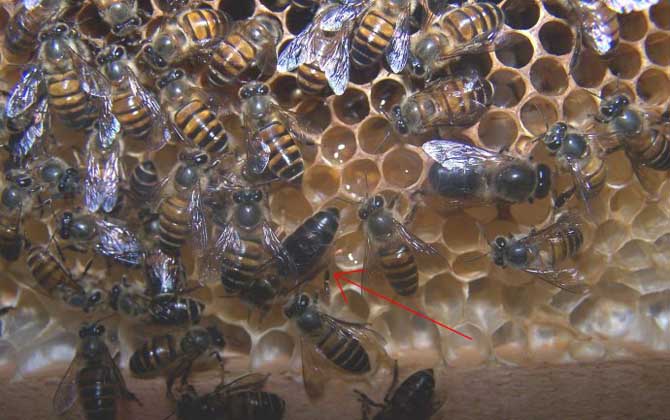 新蜂王交尾成功有什么標(biāo)志？