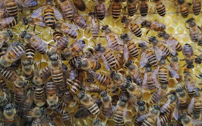 處女蜂王什么時(shí)候交尾？