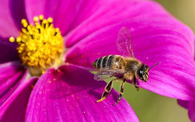 工蜂為什么不能正常生育？