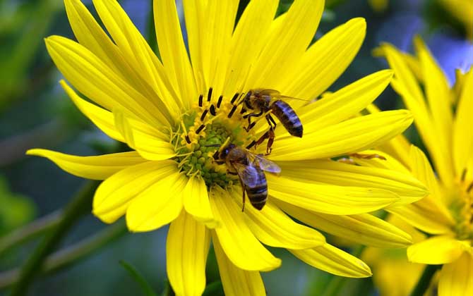 被蜜蜂蟄了不管可以嗎？