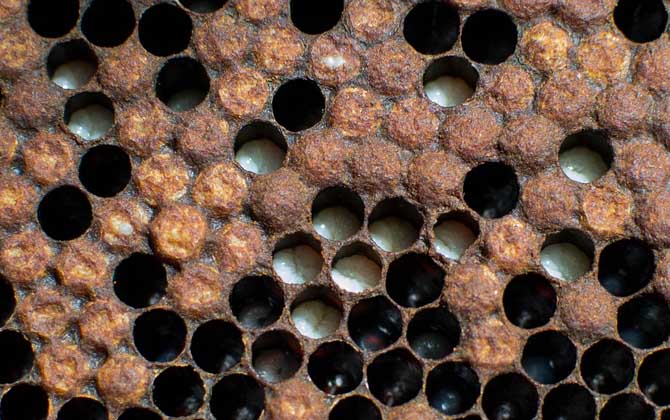 雄蜂從卵到出房要多少天？