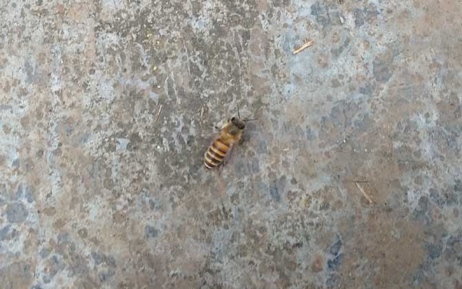 土蜂和洋蜂有什么區(qū)別？