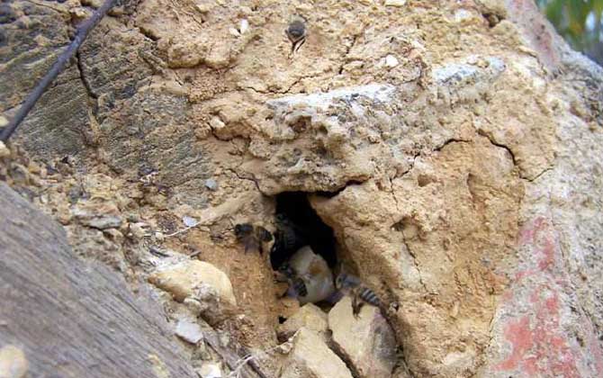 偵查蜂會(huì)提前幾天找窩？