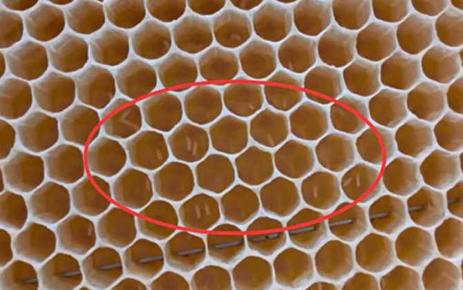 工蜂產(chǎn)卵后能活多久？