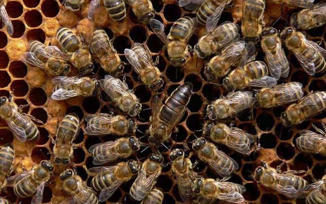 東北黑蜂高效養(yǎng)殖技術(shù)