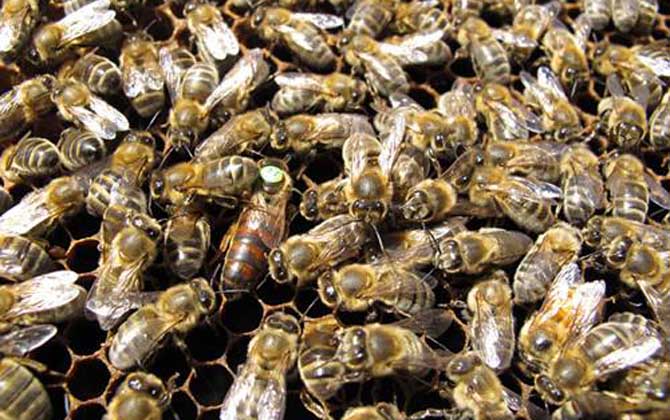 東北黑蜂可以定點養(yǎng)嗎？