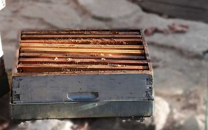 一個人能養(yǎng)多少箱蜜蜂？