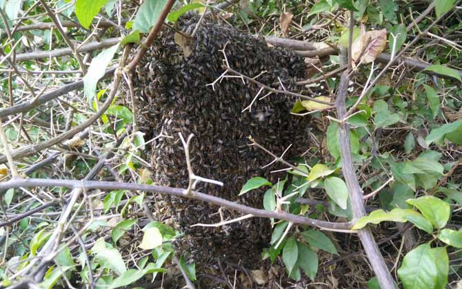 野生蜂蜜什么時(shí)候好誘捕？