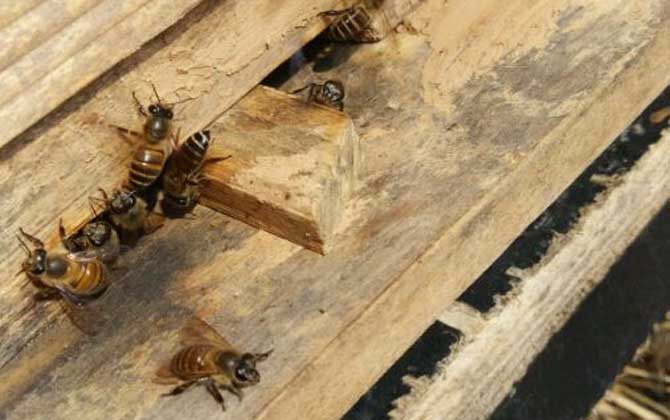 新買的蜂箱怎么誘蜂？