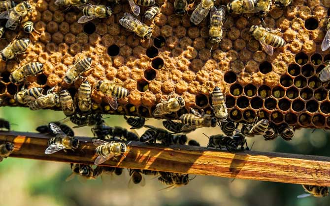 什么時(shí)候喂越冬蜂效果最好？