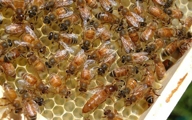 1脾蜂可以秋繁起來(lái)嗎？