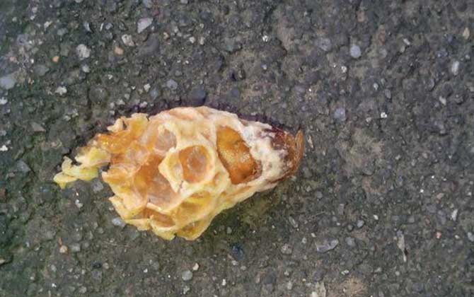 怎樣介入王臺最易成功？