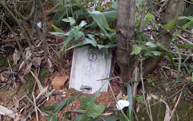 誘蜂箱來(lái)了十幾只蜂能誘到嗎？