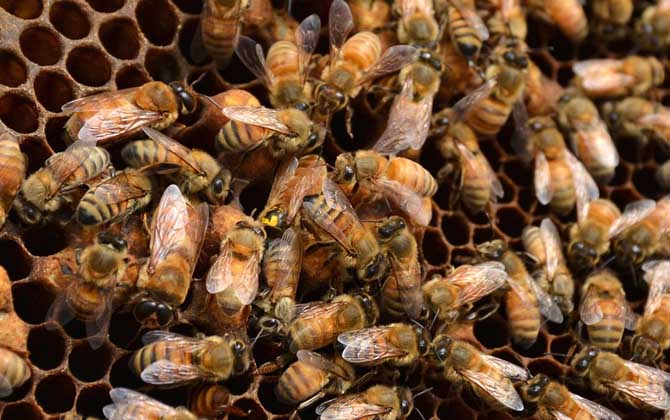 蜜蜂秋繁怎樣飼喂蜂群？