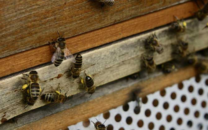 廣東蜜蜂秋繁什么時候開始？